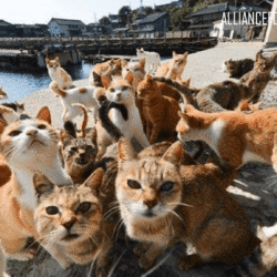alliancefordemocracy