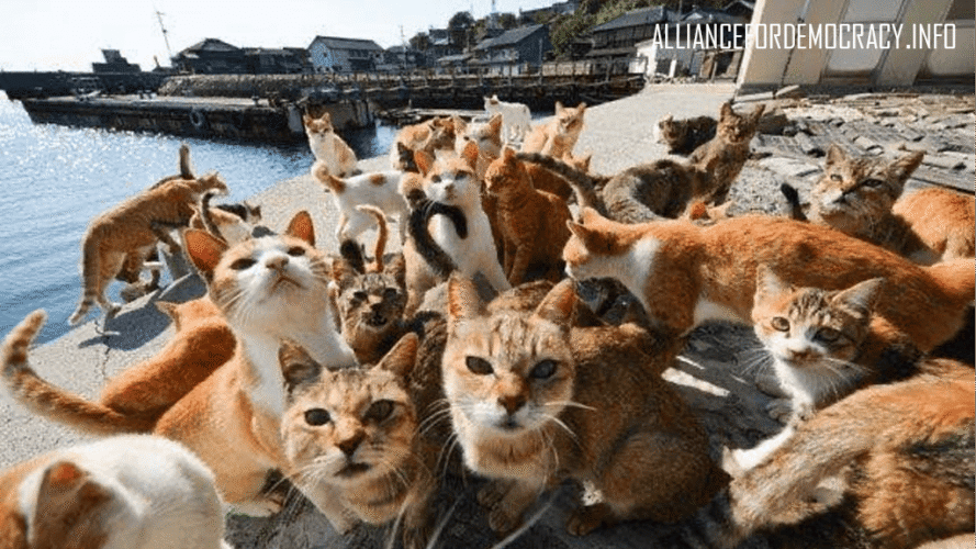 alliancefordemocracy