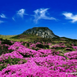 alliancefordemocracy.info