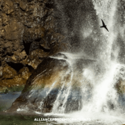 alliancefordemocracy.info